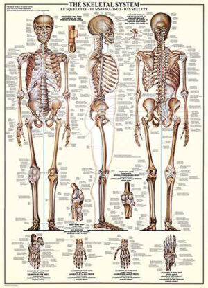 Luuranko palapeli (The Skeletal System -palapeli) on Eurographicsin 1000 palan palapeli. Kuvassa ihmisen luuranko kolmelta eri suunnalta. Opetustaulussa on nimetty luuston eri luut, joten sopii vaikka tauluksi.