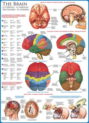 Aivot palapeli (The Brain) on Eurographicsin 1000-palainen. Kuva on kuin opetustaulu, jossa aivojen eri lohkot esitellään. Eurographicsin palapelit on leikattu SmartCut-tekniikalla. Eli palat ovat monimuotoisia ja yksilöllisiä. Palapelikauppa Pieni Harrastepuoti