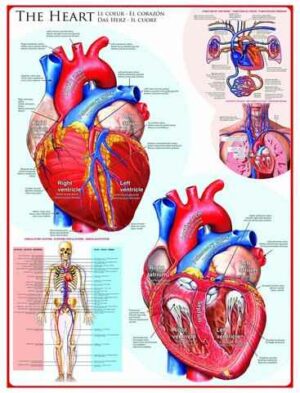 The Heart palapeli 1000 palaa on kanadalaisen palapelimerkki Eurographicsin valmistama sydän-aiheinen palapeli. Kuvassa esitellään ihmisen sydän ja sen rakenne kuin opetustaulussa.