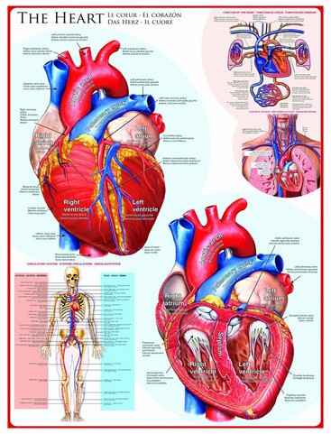 The Heart palapeli 1000 palaa on kanadalaisen palapelimerkki Eurographicsin valmistama sydän-aiheinen palapeli. Kuvassa esitellään ihmisen sydän ja sen rakenne kuin opetustaulussa.