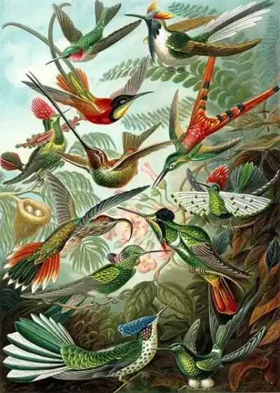 Hummingbirds palapeli 1000 palaa on Ernst Haeckelin kuvittama taidepalapeli mutta myös luontopalapeli. Luonnontieteilijä Ernst Haeckel maalasi eri kolibrilajeja vuonna 1899. Palapelimerkki Good Loot