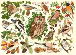 Woodland birds palapeli 500 palaa on on brittiläisen House of Puzzles (HOP) valmistama lintuaiheinen palapeli. Opetustaulumainen palapeli