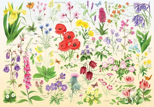 HOP Wildflower palapeli 1000 palaa on brittiläisen House of Puzzles (HOP) valmistama. Kesäiset villikukat on aseteltu kuvaan kuin vanhaan opetustauluun.