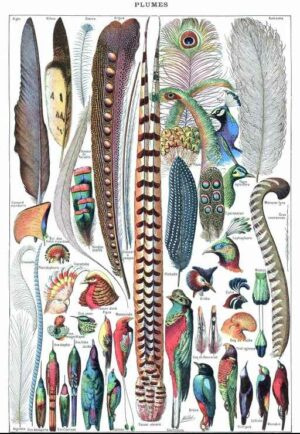 Illustration from Larousse pour Tous: Feathers palapeli 1000 palaa opetustaulutyylinen lintupalapeli.