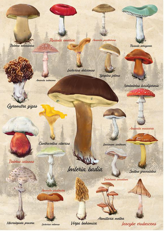 Mushroom Collage palapeli 1000 palaa on opetustaulumainen sienipalapeli.