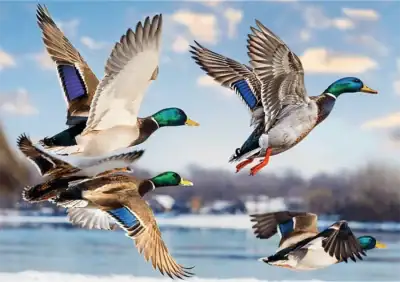 Mallards in Flight ‑palapeli esittää luonnonläheisen kohtauksen, jossa sinisorsaparvi lentää. lintu palapeli