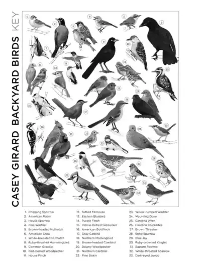 Backyard Birds on 1000 palan taidepalapeli ja lintupalapeli, joka perustuu kuvittaja ja luonnontieteilijä Casey Girardin lintukuvituksiin.