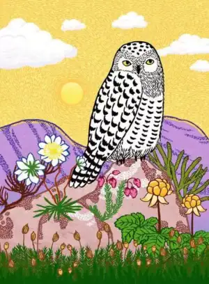 Ravensburger Snowy Owl on 500 palan palapeli, jonka rauhallinen talvimaisema tuo esiin lumipöllön majesteettisen kauneuden, kuvitus Valpuri Kerttula